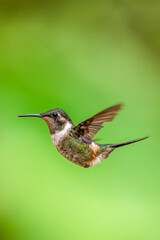 A Purple-throated Woodstar hummingbird (Calliphlox mitchellii) in mid-air