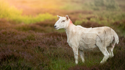 Obraz premium Scotland,A Scottish sheep from scottish highlands