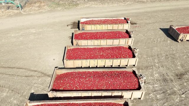 Aerial view of a massive storage yard filled with shipping containers loaded with fresh tomatoes destined for ketchup production, organized in neat rows.