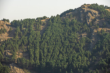 Obraz premium Optical compression that artificially brings the mountains closer to the foreground forest, eliminating the sense of distance between planes.