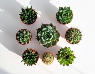 Top view of assorted succulents arranged in geometric pattern on a white table, clean and minimal, soft shadows