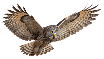 Fototapeta premium Owl PNG – Realistic Flying Nocturnal Bird on Transparent Background