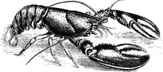 Vintage engraving of a lobster with claws in retro hand-drawn style for nautical design