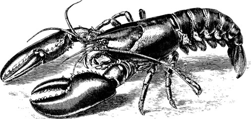 Vintage lobster engraving with detailed claws - perfect for retro designs and coastal themes