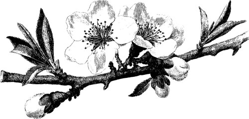 Engraved depiction of flowering almond branches for artistic design and botanical decor
