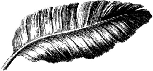 Obraz premium Vintage banana leaf sketch for retro design projects