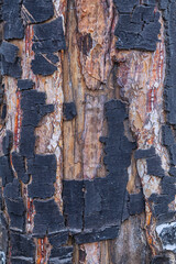 Close-up of tree bark showing vibrant peeling layers and organic textures