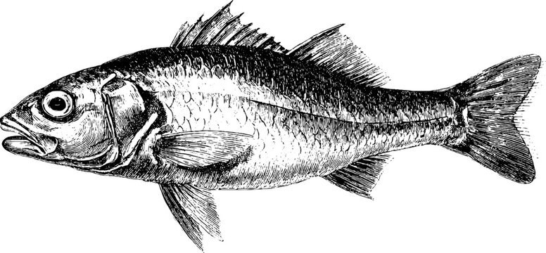 Vintage illustration of red mullet fish in detailed hand drawn style