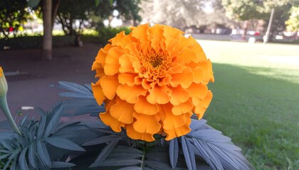 Vibrant orange flower with layered petals in a garden setting on a bright day