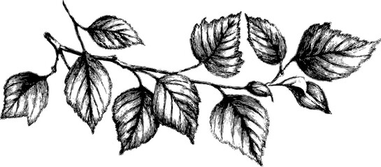 Vintage sketch of hand drawn branches and leaves for retro design
