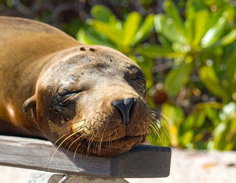 Lazy seal resting on a wooden platform - Powered by Adobe