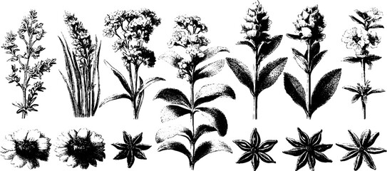 Herbal collection of thyme, rosemary, mint, sage, and laurel hand drawn design for botanical uses