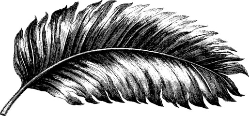 Obraz premium Vintage engraving of young palm leaf - retro botanical design for decor and art projects