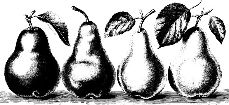 Pear varieties illustration featuring anjou pear hand drawn etching for vintage design