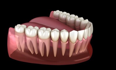 Fototapeta premium Human Dental Anatomy and Oral Health Diagram