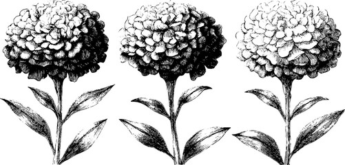 Summer marigold blooms hand drawn engraved illustration for design and decoration