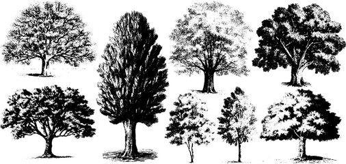 Fototapeta premium Vintage oak tree silhouettes in engraving style sketch for nature design