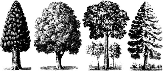 Fototapeta premium Vintage etched tree silhouettes depicting pine trees – perfect for retro design projects