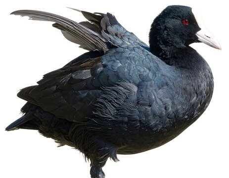 Majestic blackbird in full display