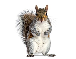 Gray squirrel portrait against white background