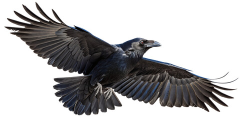 Fototapeta premium Raven PNG – Realistic Flying Black Bird on Transparent Background