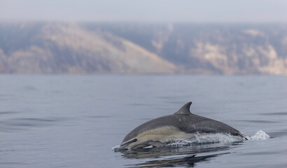 common dolphin, dolphin jumping out the water 