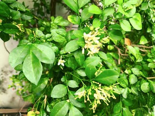 Fragrant White Blossoms On Green Shrub With Glossy Leaves In Garden Light Small Starry Flowers And Fresh Foliage