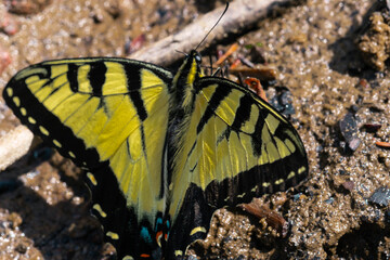 Tiger Swallowtail Butterfly Close-Up