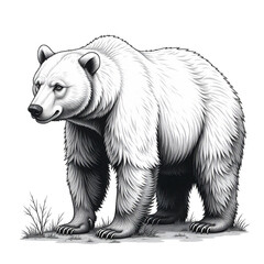 Black and white vector illustration of a bear. Plain white background.