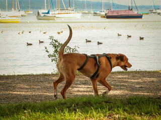 A dog in a harness walking by the lake in a park, with boats and ducks in the background, enjoying the fresh air in nature, symbolizing a peaceful outdoor stroll in the summer sunlight.