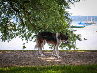 A Border Collie dog walking by the lake in a sunny park on a leash, with green trees and boats in the background, showcasing nature and outdoor relaxation, ideal for lifestyle and pet imagery.