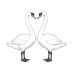 Vector illustration of two swans. Black and white. Plain white background.