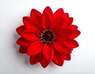 Vibrant red dahlia centered on white