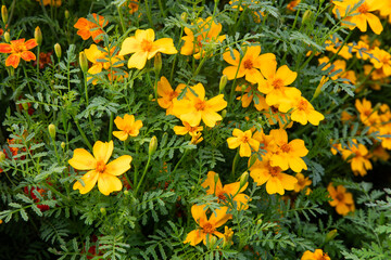 Yellow Marigold Flowers in Bloom, Summer Garden Background