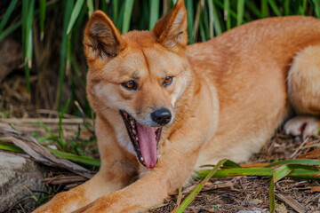Portrait Dingo Dog