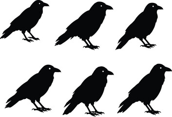 Silhouette illustration of black raven bird set isolated on white background, vector crow design collection for tattoo decoration and art