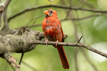 Northern Cardinal (Cardinalis cardinalis) Male Bird Molting on Branch in Natural Habitat