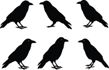 Silhouette vector illustration of raven and crow birds in multiple poses, perfect for spooky, gothic, wildlife, Halloween, and mystery design projects