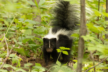 Striped Skunk (Mephitis mephitis) Foraging in Forest Habitat with Raised Tail