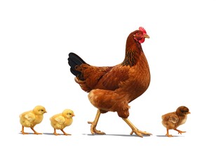 Mother hen and her chicks on a walk