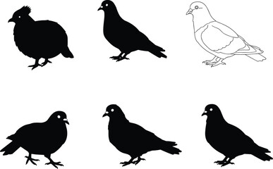Vector illustration of pigeon and quail bird silhouettes with outline drawing, isolated on white background, wildlife design collection for art