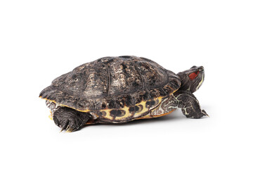 Beautiful turtle (Red-eared slider) on white background