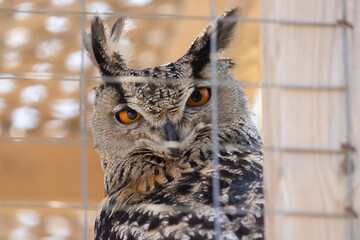 Eurasian Eagle-Owl (Bubo bubo) Close-Up Behind Enclosure Fence