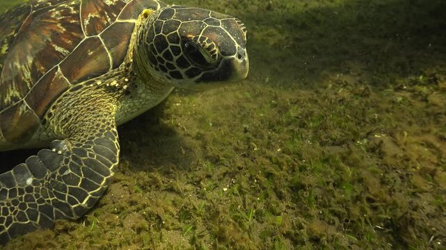 Young green sea turtle (Chelonia mydas) ignores the camera touching its face and the toothbrush used by a diver to clean its shell, continuing to feed on seagrass.