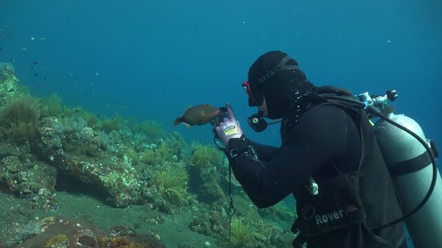 Diver holds back a triggerfish with one finger as it tries to reach his mask. In the other hand he uses an action camera to take a selfie with the fish.