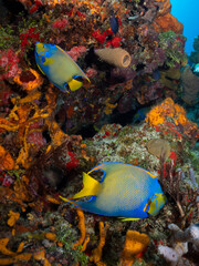 Royal Reflections: Twin Queen Angelfish in Coral Court