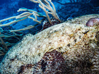 Vanishing Beauty: Peacock Flounder in Coral Shadows