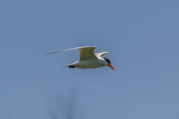 Caspian Tern Flying over Shiawassee National Wildlife Refuge, near Saginaw, Michigan.