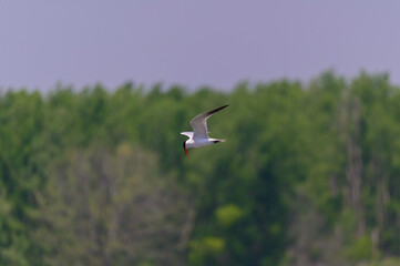 Caspian Tern Flying over Shiawassee National Wildlife Refuge, near Saginaw, Michigan.