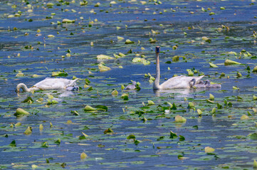 Trumpeter Swan Pair with Cygnets at Shiawassee National Wildlife Refuge, near Saginaw, Michigan.